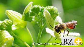 Braunschweig sucht die „Zombie-Wildbienen“