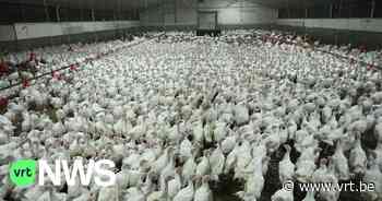 Kalkoenkweker uit Lendelede die wordt aangeklaagd door GAIA stapt zelf naar politie - VRT NWS