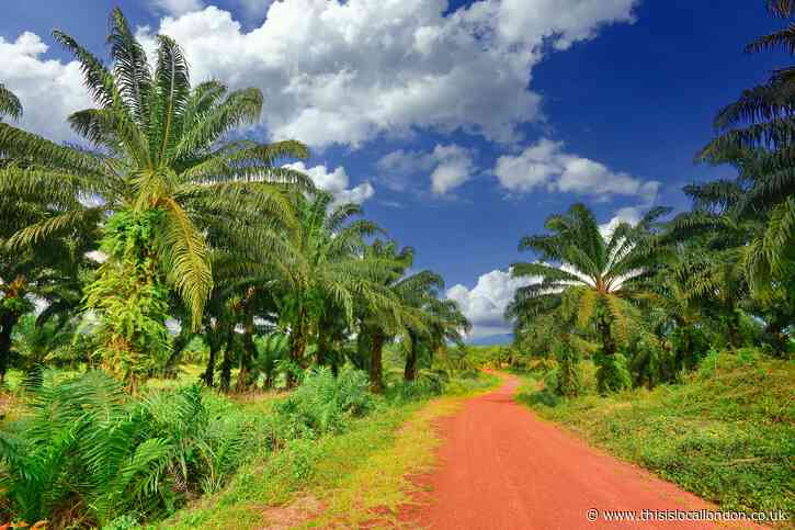 The Palm Oil Predicament by Sofia Wilson, Farringtons school