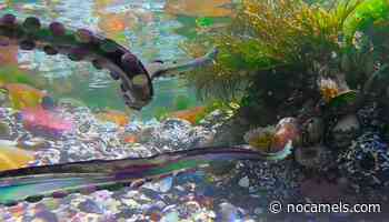 Tower Of David Museum's Digital Arts Festival To Showcase Impact Of AI In Art - NoCamels - Israeli Innovation News