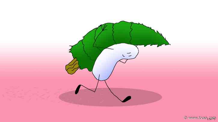 Free Christmas tree recycling available in Travis County