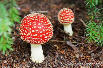 A look at mushrooms and their link to several holiday traditions – Nelson Star - Nelson Star