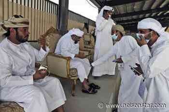 Camels compete for crowns in beauty pageant in the Arabian desert - Nelson Star