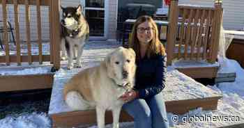 First Kai, now Woody: Edmonton woman ‘foster fails’ with 2nd morbidly obese dog