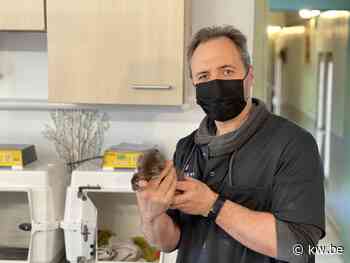 Vogelopvangcentrum in Beernem krijgt verhoogde subsidie - KW.be