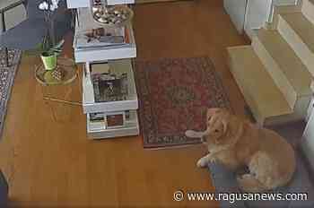 Catania, nuova scossa: la casa trema, il cane resta impassibile VIDEO - RagusaNews