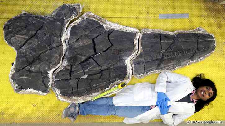 Central Nevada ichthyosaur fossil reveals surprising information - KOLO