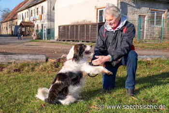 Riesa: Corona, Katzenschwemme, Quarantäne-Umbau - Sächsische.de