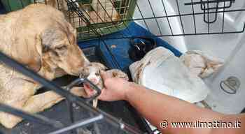 A Enna cuccioli maltrattati e uccisi: choc nel capannone degli orrori - Il Mattino
