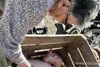 WZC Huyse Elckerlyc viert Werelddierendag (Riemst) | Het Belang van Limburg Mobile - hbvl.be