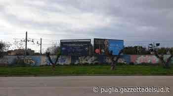 Trani, tre alberi di ulivi potati abusivamente. Il Comune si costituirà contro i responsabili - Gazzetta del Sud - Edizione Cosenza