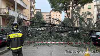 Prato, albero cade sulle auto in sosta in via Leoncavallo - Il Tirreno