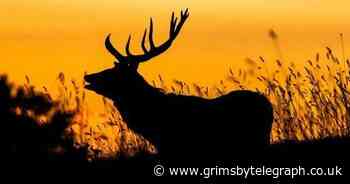 'Bambi' deer could be latest threat in Covid battle - Grimsby Live