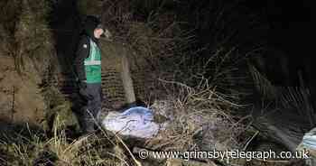 Seal rescued from Cleethorpes beach on Christmas Day - Grimsby Live