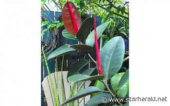 The Gestalt Gardener: Poor Big Jim thriving in a new forever home - Kosciusko Star Herald