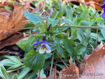 Maine Gardener: Sure, it's pleasant to have warm days into December … if it weren't for climate change - pressherald.com