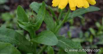 Ask a Master Gardener: Calendula | Home And Garden | nrtoday.com - NRToday.com