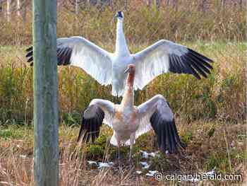'We want to see the world become a wilder place': Calgary Zoo and Wilder Institute excited for conservation projects in the new year - Calgary Herald