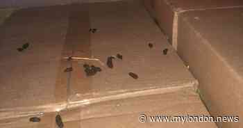 Ealing food supplier fined after rat infestation found in warehouse - My London