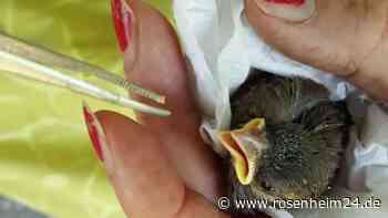 Und täglich grüßt der Spatz: Kiefersfeldener Kinderbuchautorin Dorle Dengg rettet verunglückten Vogel