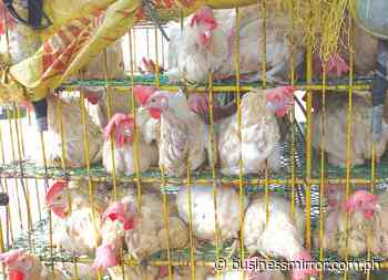 Broiler raisers brace for farm-gate price plunge | Jasper Y. Arcalas - Business Mirror