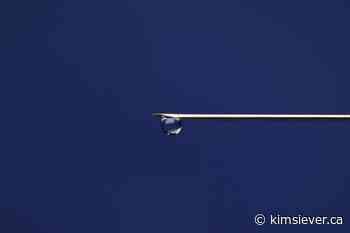 The Lethbridge SCS has been closed for a year - Kim Siever News