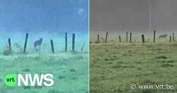 Wolf "Klaas(je)" afgezakt naar regio Kalmthout: "Beelden bewijzen dat het een wolf was" - VRT NWS