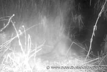 Hoe we omgaan met wildlife; 'A9 langdurig afgesloten door omgeknaagde boom' | Column - Noordhollands Dagblad