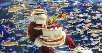 Van tienduizend ornamenten in de boom tot tweehonderd meter zwemmen in een kerstmuts: kerst wereldwijd - NRC