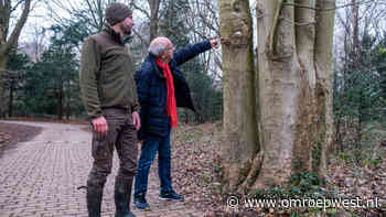 Houtexpert bij door boom opgeslokt verkeersbord: 'Een topper in mijn carrière' - Omroep West