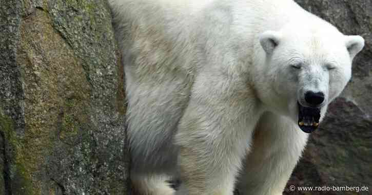 Berliner Zoo ohne Eisbären: Eisbärin Katjuscha gestorben