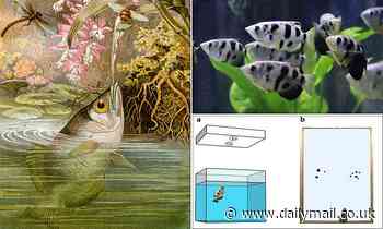 Nature: Bizarre experiment with SPITTING archerfish suggests that they can distinguish numbers