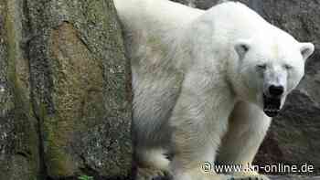 Letzte Eisbärin im Berliner Zoo: Katjuscha ist an Heiligabend gestorben