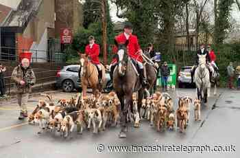 Keeping tradition: Holcombe Hunt showcases its rare pack of hounds