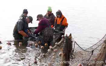 Southwest Minnesota lakes seined for common carp in water quality effort - Park Rapids Enterprise