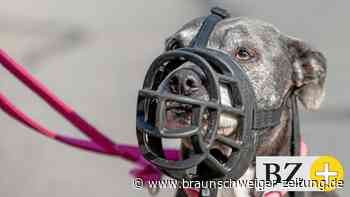 Beißattacke in Peine – Veterinäramt prüft Vorfall