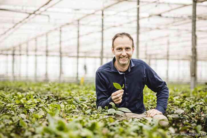 Loenhoutse tuinbouwer lanceert eerste Belgische thee: “Geloof me, hier hoeft geen suikertje bij”