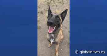 Saskatoon family looking for missing dog since Christmas Eve - Global News