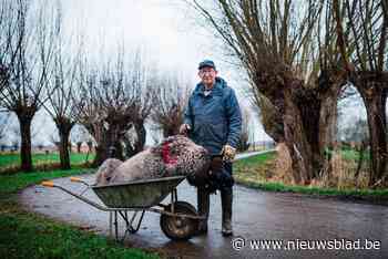 Twee schapen doodgebeten in Stabroek: heeft nieuwe wolf in Vlaanderen al zijn eerste slachtoffers gemaakt?
