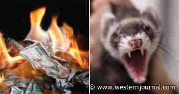 Teaching Pigeons to Gamble, Torturing Ferrets, Fattening Eels: The Worst Government Waste of 2021