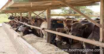 Cattle on feed dynamics