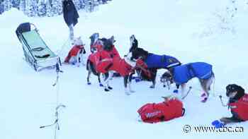 Dog sledders see bookings increase after borders reopen