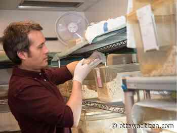 Ugly and gifted, naked mole rats offer insight into protection from stroke, other diseases