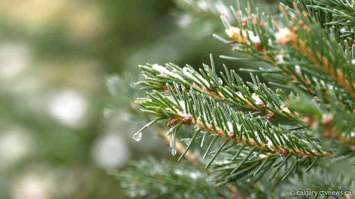 How to dispose of a real tree