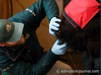 'Empowering': Bison herd grows at Woodland Cree First Nation - Edmonton Journal
