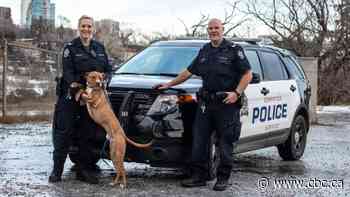 Edmonton's animal cruelty investigations unit an example for other police services - CBC.ca