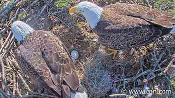 A bald eagle egg has hatched in Florida, a second is expected to hatch soon