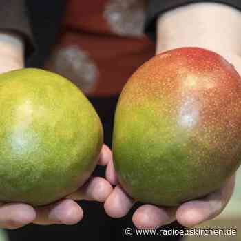 Schalenfarbe der Mango sagt nichts über Reifegrad - radioeuskirchen.de