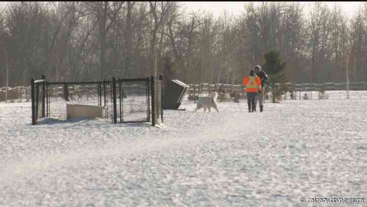 Extreme cold warning issued as mercury plummets  in Calgary,  even as some brave the frigid temperatures