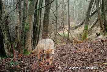 Burgemeester laat wildcamera voor wolven verwijderen omwille van privacy - Het Nieuwsblad